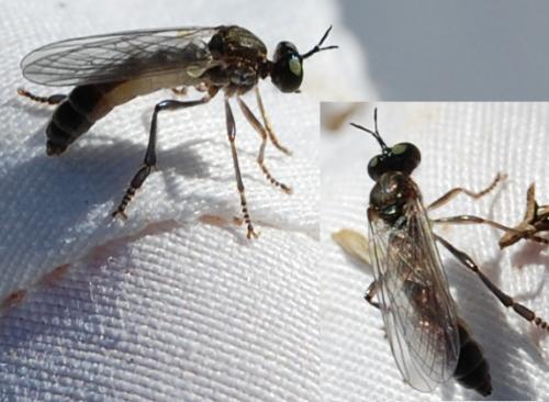 Réf. 198 791 : Dioctria sp.
