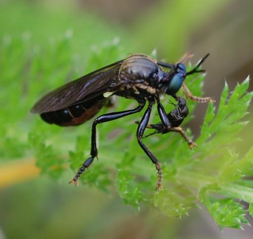 Réf. 198 862 : Dioctria sp.