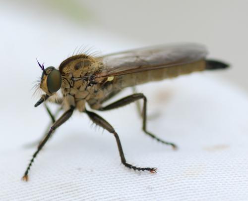 Dysmachus fuscipennis