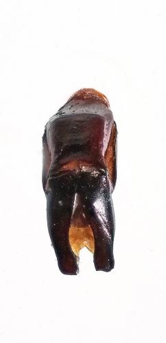 Coenochilus armiger