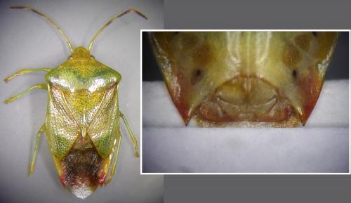 Elasmostethus minor
