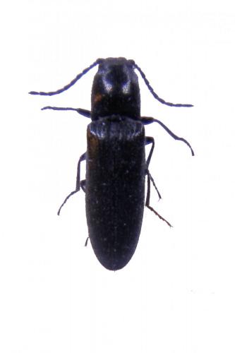 Limonius minutus