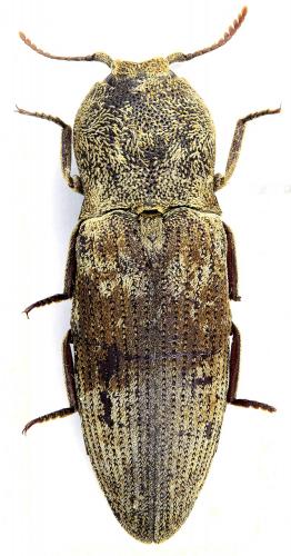 Lacon sp.