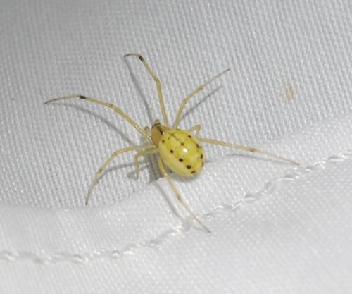 Réf. 198 792 : Enoplognatha sp.