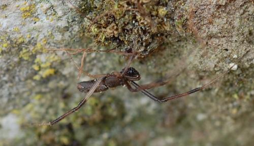Réf. 198 977 : Episinus truncatus