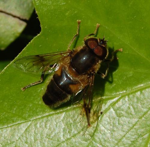 Réf. 198 590 : Eristalis pertinax
