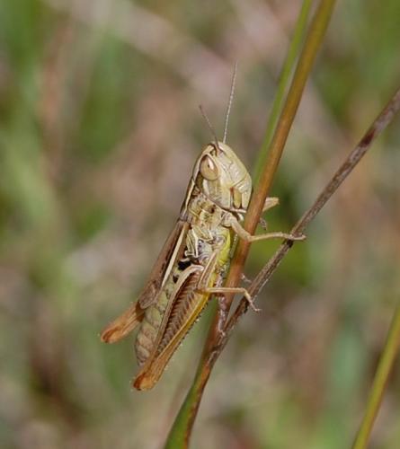 Euchorthippus declivus