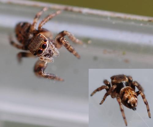Evarcha arcuata