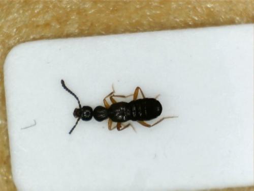 Falagria sp.