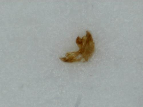 Falagria sp.