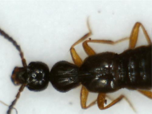 Falagria sp.