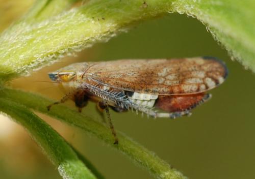 Fieberiella florii
