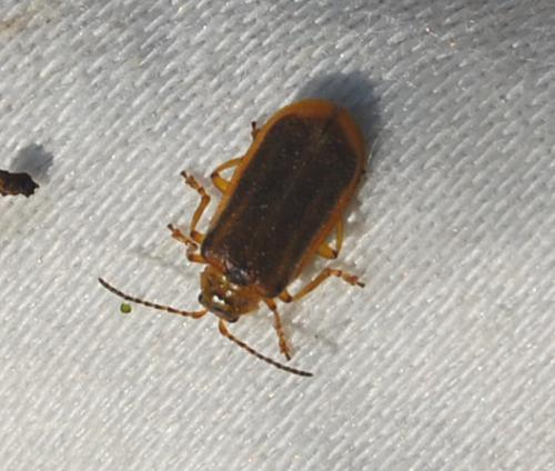 Réf. 198 594 : Galerucella sp.