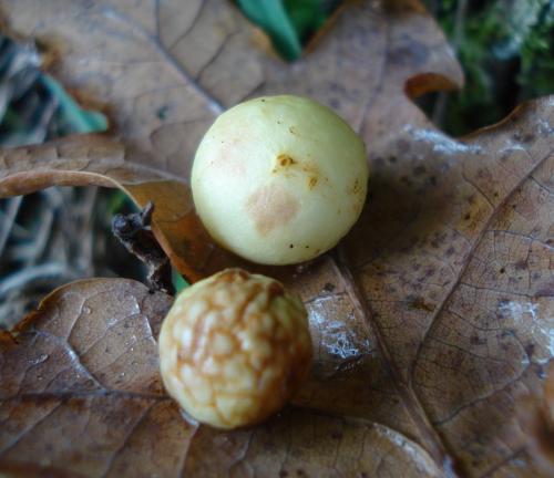 Réf. 198 180 : Cynips quercusfolii