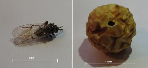 Réf. 198 190 : Cynips quercusfolii