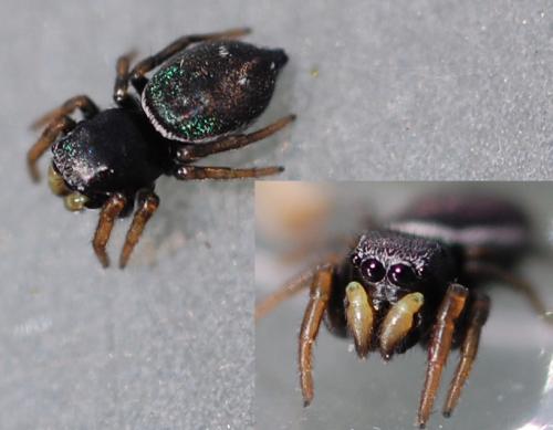 Réf. 198 864 : Heliophanus sp.