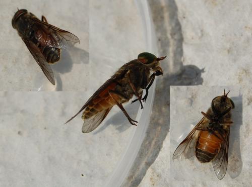 Réf. 198 887 : Hybomitra sp.