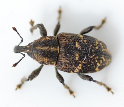 Hylobius abietis
