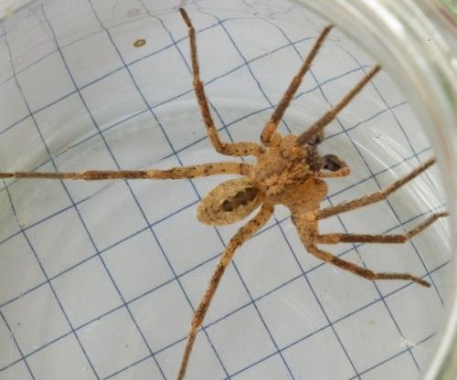 Zoropsis spinimana