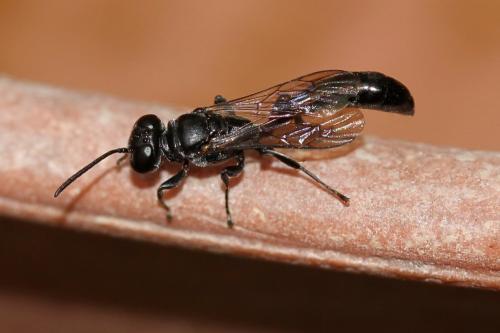 Trypoxylon beaumonti