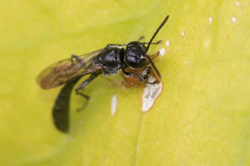 Trypoxylon beaumonti