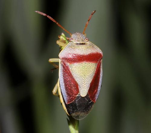Piezodorus lituratus