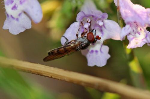 Réf. 198 074 : Pelecocera pruinosomaculata