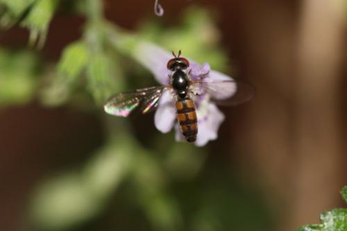 Réf. 198 075 : Pelecocera pruinosomaculata