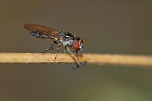 Réf. 198 076 : Pelecocera pruinosomaculata