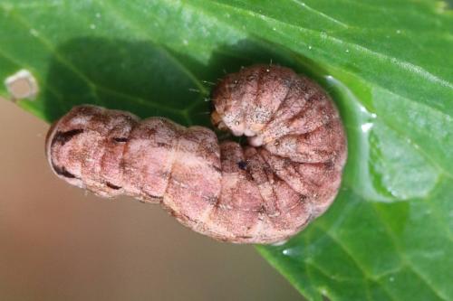 Réf. 198 485 : Noctuinae inconnu