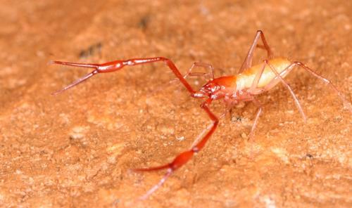 Neobisium tuzetae