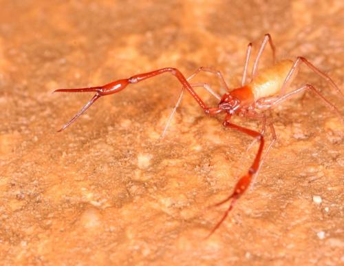 Réf. 198 100 : Neobisium tuzetae