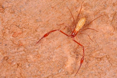 Neobisium tuzetae