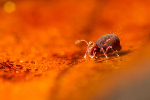 Dicyrtoma fusca