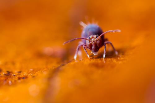 Dicyrtoma fusca
