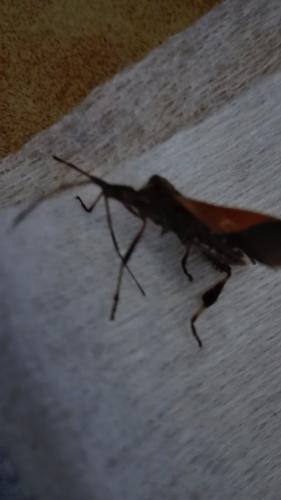 Leptoglossus occidentalis