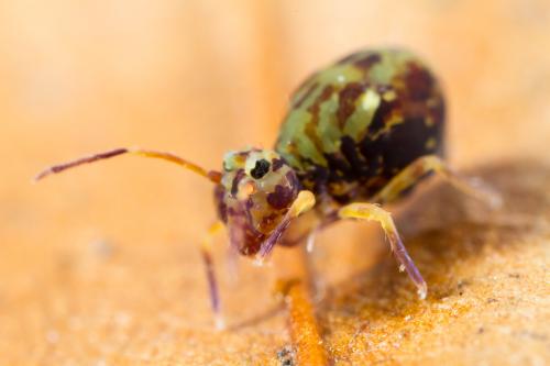 Réf. 198 199 : Dicyrtomina saundersi