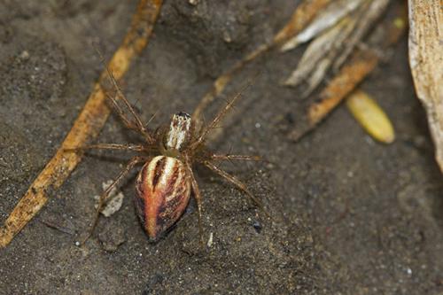 Réf. 198 152 : Oxyopes sp.