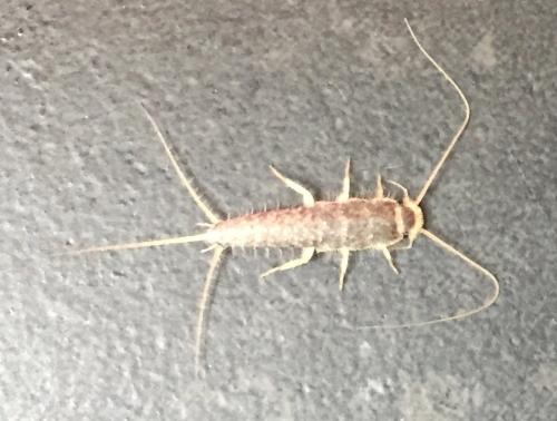 Réf. 198 928 : Ctenolepisma longicaudata