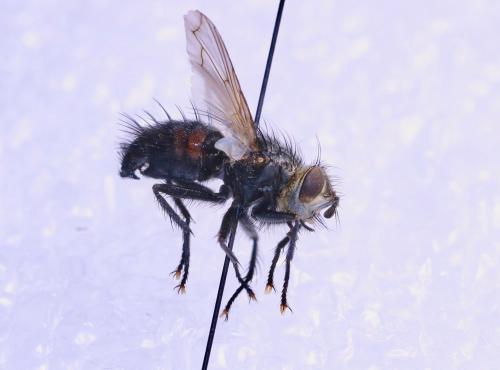 Panzeria anthophila