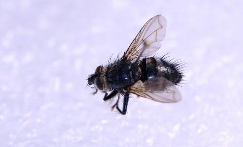 Panzeria anthophila