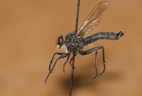 Réf. 198 659 : Tolmerus corsicus