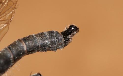Réf. 198 660 : Tolmerus corsicus