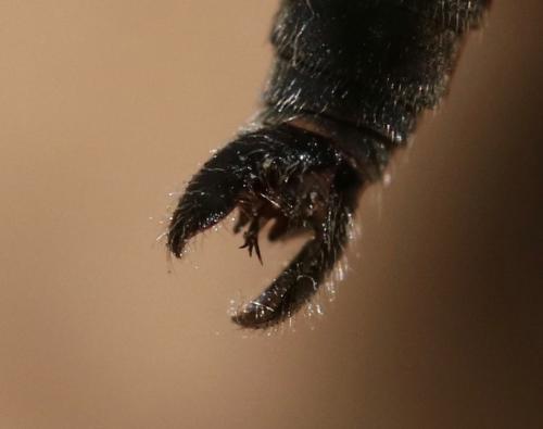 Réf. 198 661 : Tolmerus corsicus