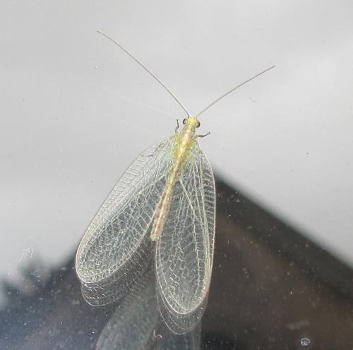 Chrysoperla sp.