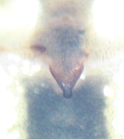 Leviellus thorelli
