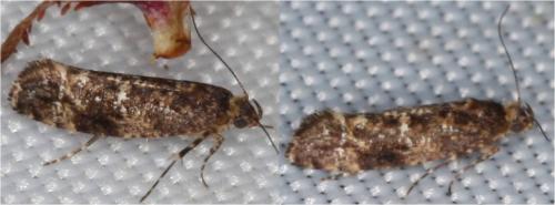 Acrolepia autumnitella