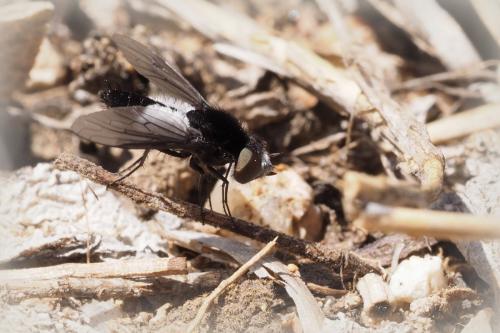 Réf. 198 118 : Chalcochiton holosericea