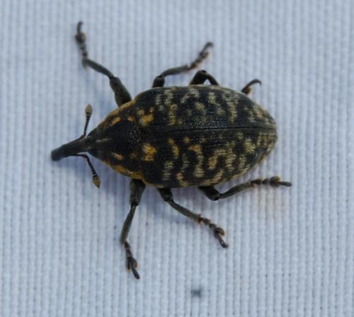 Réf. 198 586 : Larinus sp.