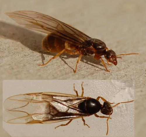 Lasius flavus